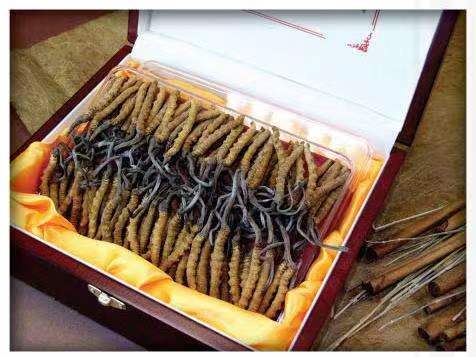 长治冬虫夏草回收